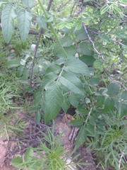 Solanum stenophyllidium