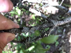 Platismatia norvegica