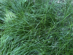 Carex prasina