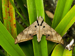 Ambulyx substrigilis