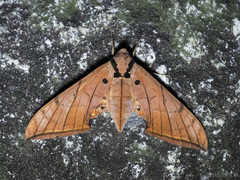 Ambulyx clavata