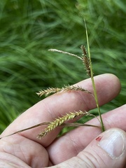 Carex prasina