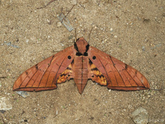 Ambulyx clavata