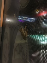 Osteopilus septentrionalis