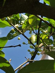 Syzygium aqueum