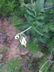 Solanum stenophyllidium