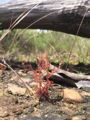 Drosera indica