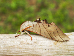 Marumba juvencus