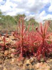 Drosera indica