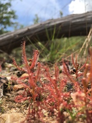 Drosera indica