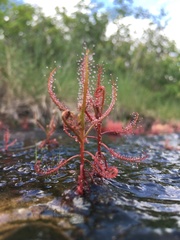 Drosera indica