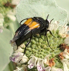 Macrosiagon dimidiata