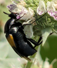 Macrosiagon dimidiata