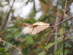 Strophanthus divaricatus