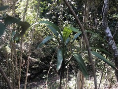 Cordyline petiolaris
