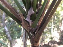 Cordyline petiolaris