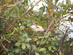Strophanthus divaricatus