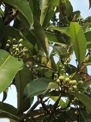Calophyllum soulattri