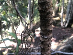 Cordyline petiolaris