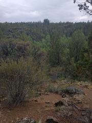 Juniperus occidentalis