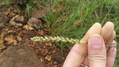 Setaria sphacelata sphacelata