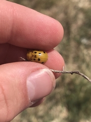 Chelymorpha cassidea