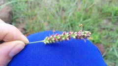 Setaria sphacelata sphacelata