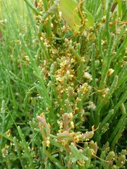 Cuscuta pacifica pacifica