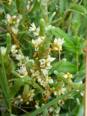 Cuscuta pacifica pacifica