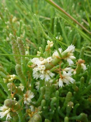Cuscuta pacifica pacifica