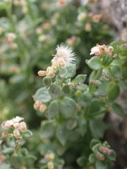 Galium parishii