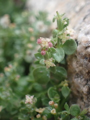 Galium parishii