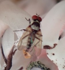 Anthomyia oculifera