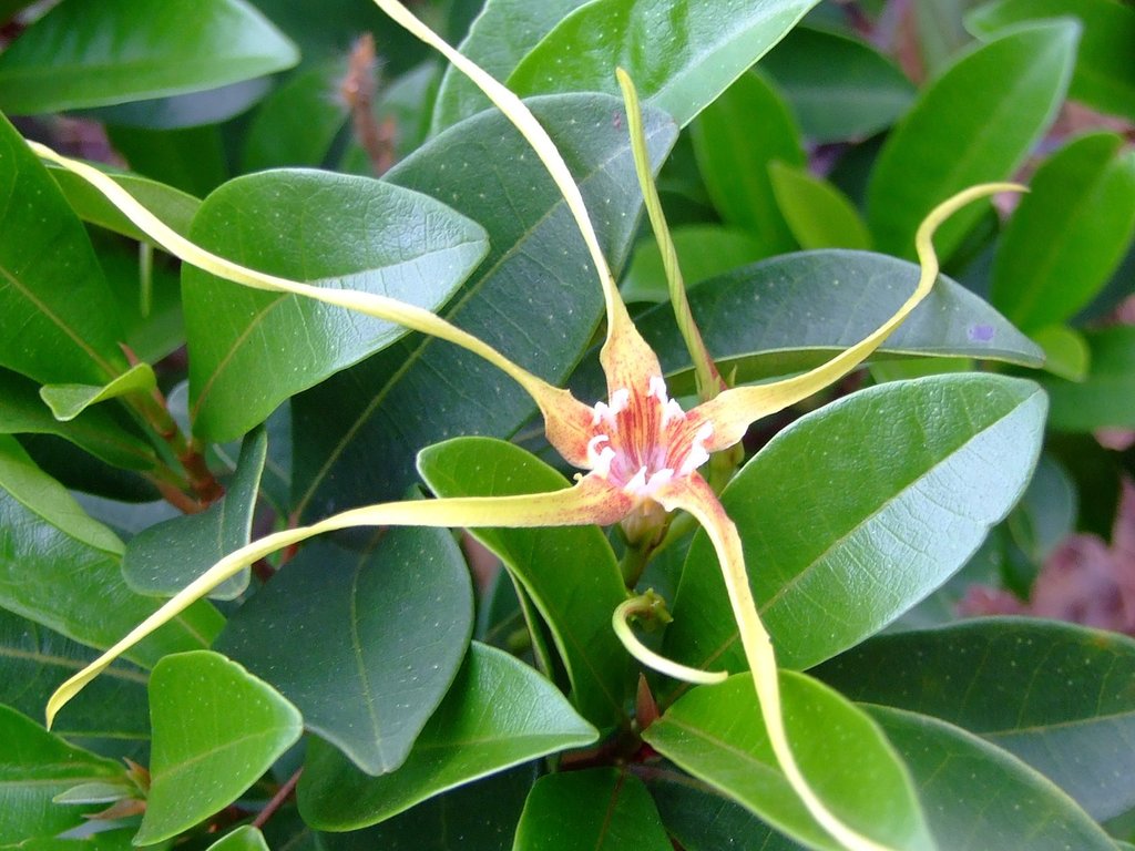 Strophanthus divaricatus (Strophanthus divaricatus)