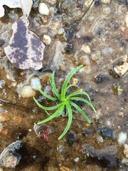 Liliopsida