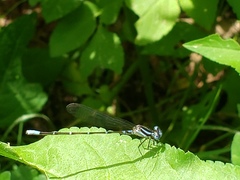 Argia gaumeri