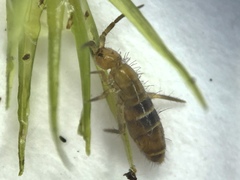 Orchesella bifasciata