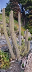 Trichocereus chiloensis litoralis
