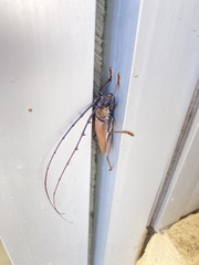 Juiaparus mexicanus