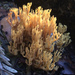 Phaeoclavulina myceliosa - Photo (c) Robin Gwen Agarwal,  זכויות יוצרים חלקיות (CC BY-NC), uploaded by Robin Gwen Agarwal