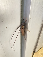 Juiaparus mexicanus
