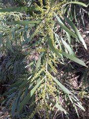 Acacia mucronata