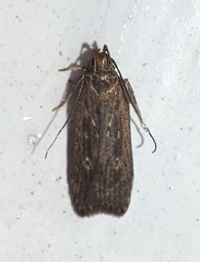 Helcystogramma triannulella