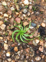 Liliopsida
