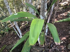 Cordyline petiolaris
