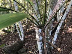 Cordyline petiolaris