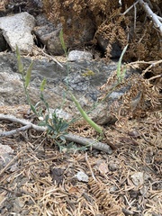 Boechera platysperma