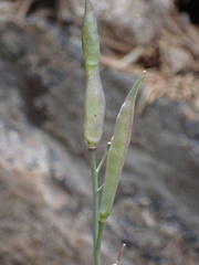 Boechera platysperma