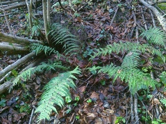 Dryopteris affinis