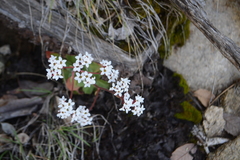 Micranthes eriophora